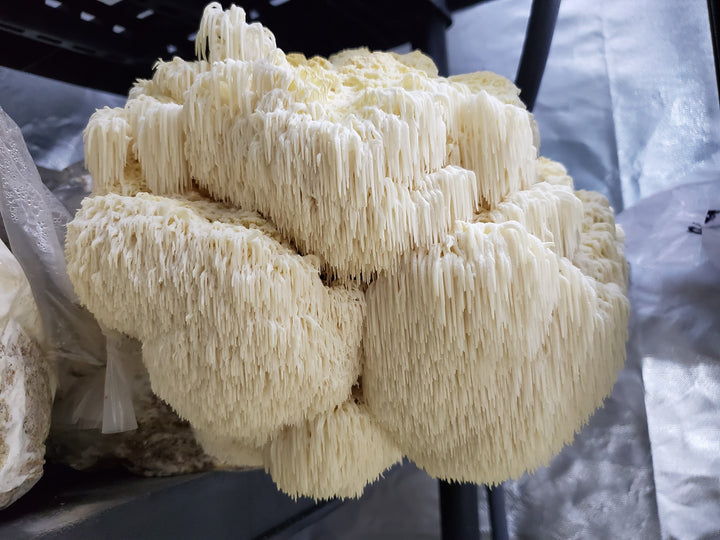 Lions Mane Liquid Culture Syringe - Midnight Mushroom Co.