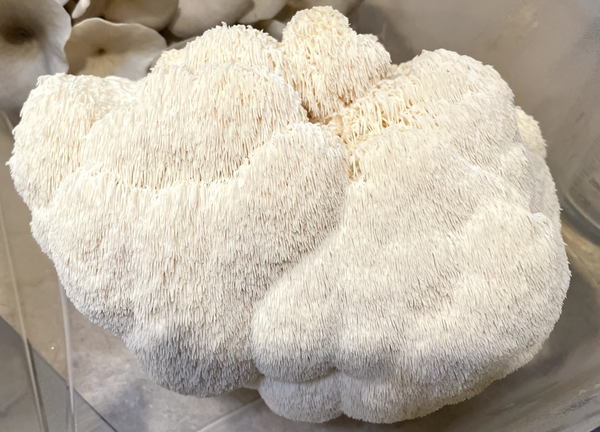 Lions Mane (Hericium erinaceus) Live Culture - Midnight Mushroom Co.