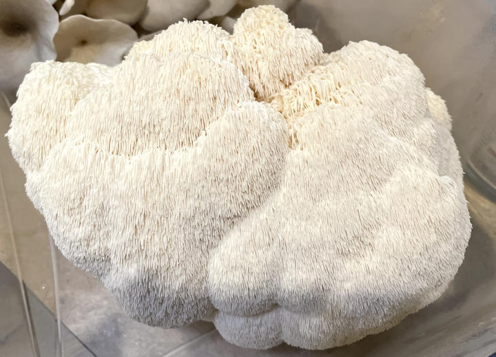 Lions Mane (Hericium erinaceus) Live Culture - Midnight Mushroom Co.