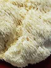 Load image into Gallery viewer, Lions Mane Mini Mushroom Farm Kit - Midnight Mushroom Co.
