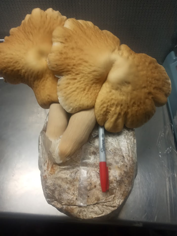 "Monster" Pioppino (Cyclocybe aegerita) Live Culture - Midnight Mushroom Co.