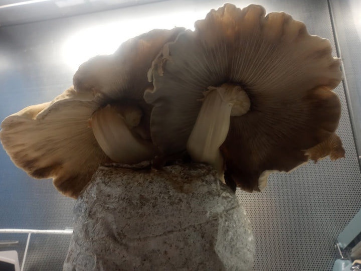 "Monster" Pioppino (Cyclocybe aegerita) Live Culture - Midnight Mushroom Co.