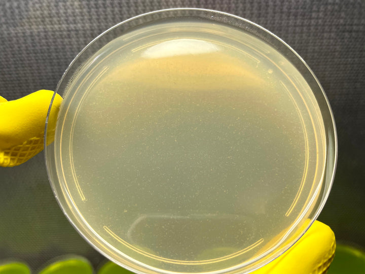 Sterile Pre-Poured Agar Plate [Individually Sealed] - Midnight Mushroom Co.