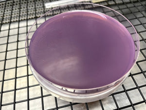 Sterile Pre-Poured Agar Plate [Individually Sealed] - Midnight Mushroom Co.