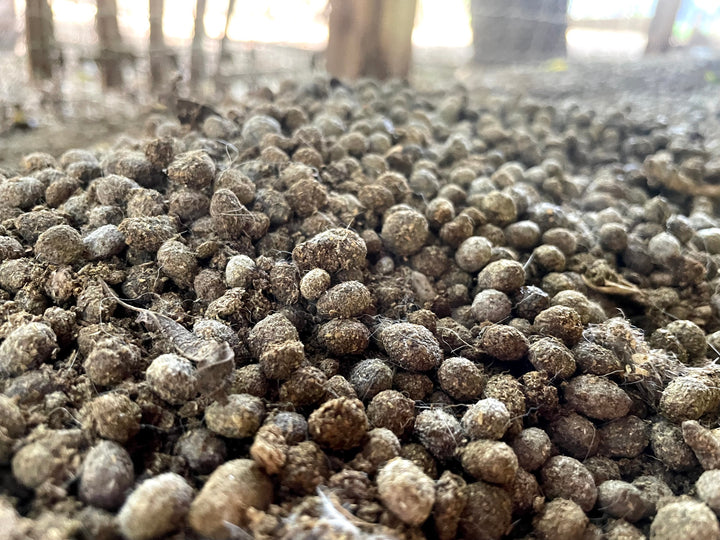 Ready to Use Rabbit Manure Based Substrate for Dung Loving Species (5l ...