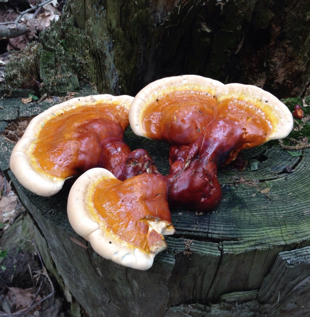 Red Reishi (Ganoderma lucidum) Live Culture - Midnight Mushroom Co.