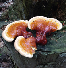 Load image into Gallery viewer, Red Reishi (Ganoderma lucidum) Live Culture - Midnight Mushroom Co.
