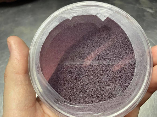 Sterile Pre-Poured Agar Plate (REJECTS) - Midnight Mushroom Co.