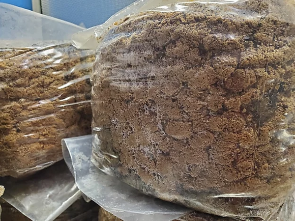 Supplemented Hardwood "Masters Mix" Substrate for Wood Loving Species (5lb or 10lb) - Midnight Mushroom Co.