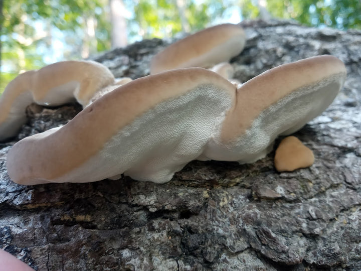 Trametes lactinea Live Culture - Midnight Mushroom Co.