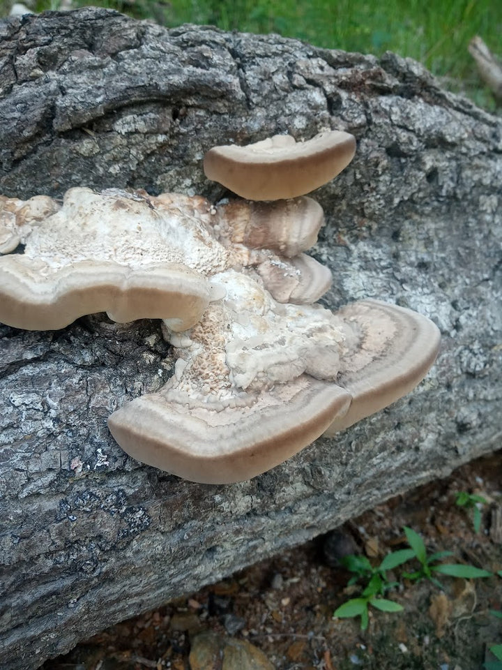 Trametes lactinea Live Culture - Midnight Mushroom Co.