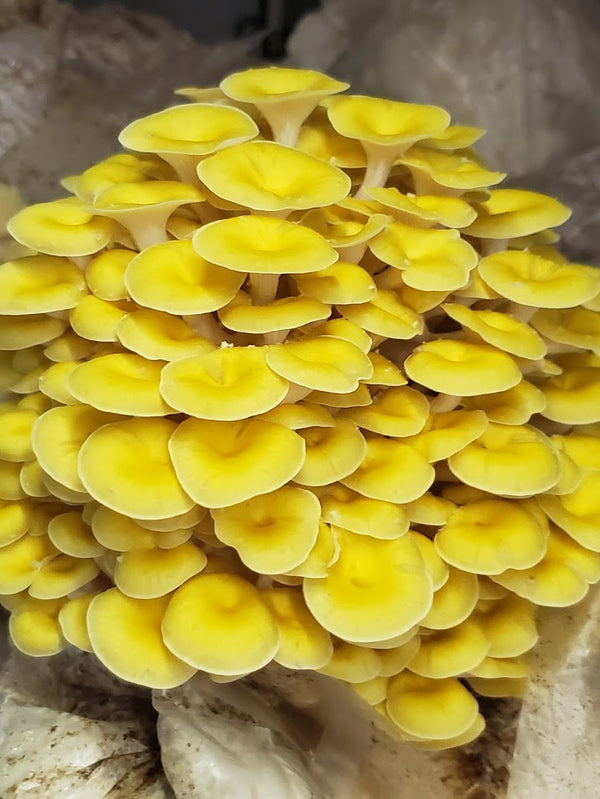 Golden Oyster Liquid Culture Syringe - Midnight Mushroom Co.