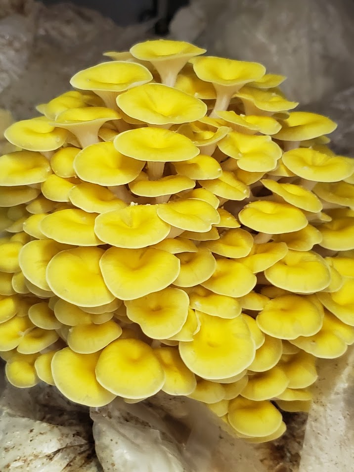 Golden Oyster Liquid Culture Syringe - Midnight Mushroom Co.